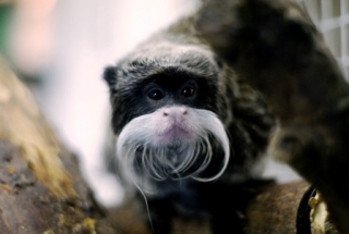  Tamarin emperador 